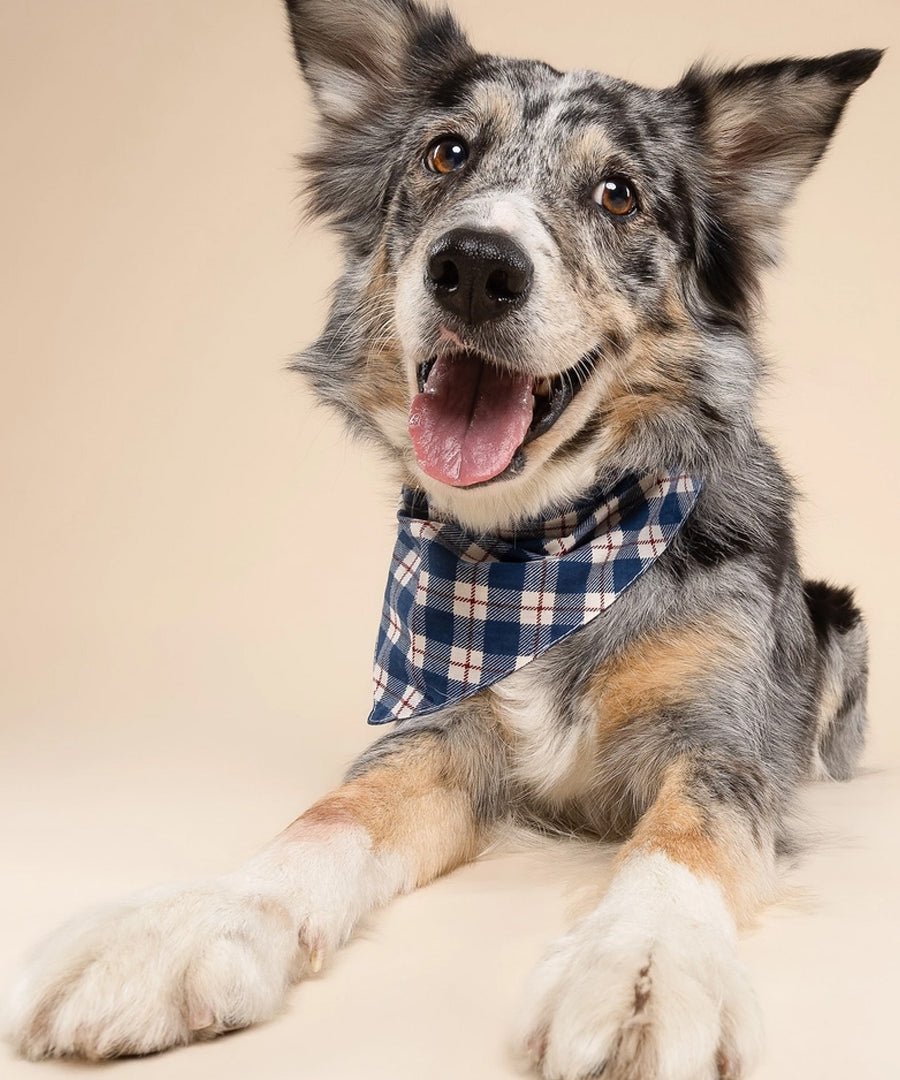 The-Paws-bandana-pour-chien-winter