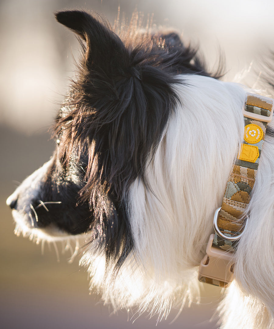Woolly-Wolf-collier-pour-chien-Cloudbeam