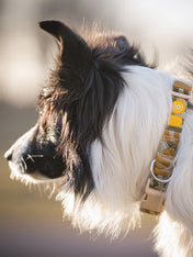 Woolly-Wolf-collier-pour-chien-Cloudbeam
