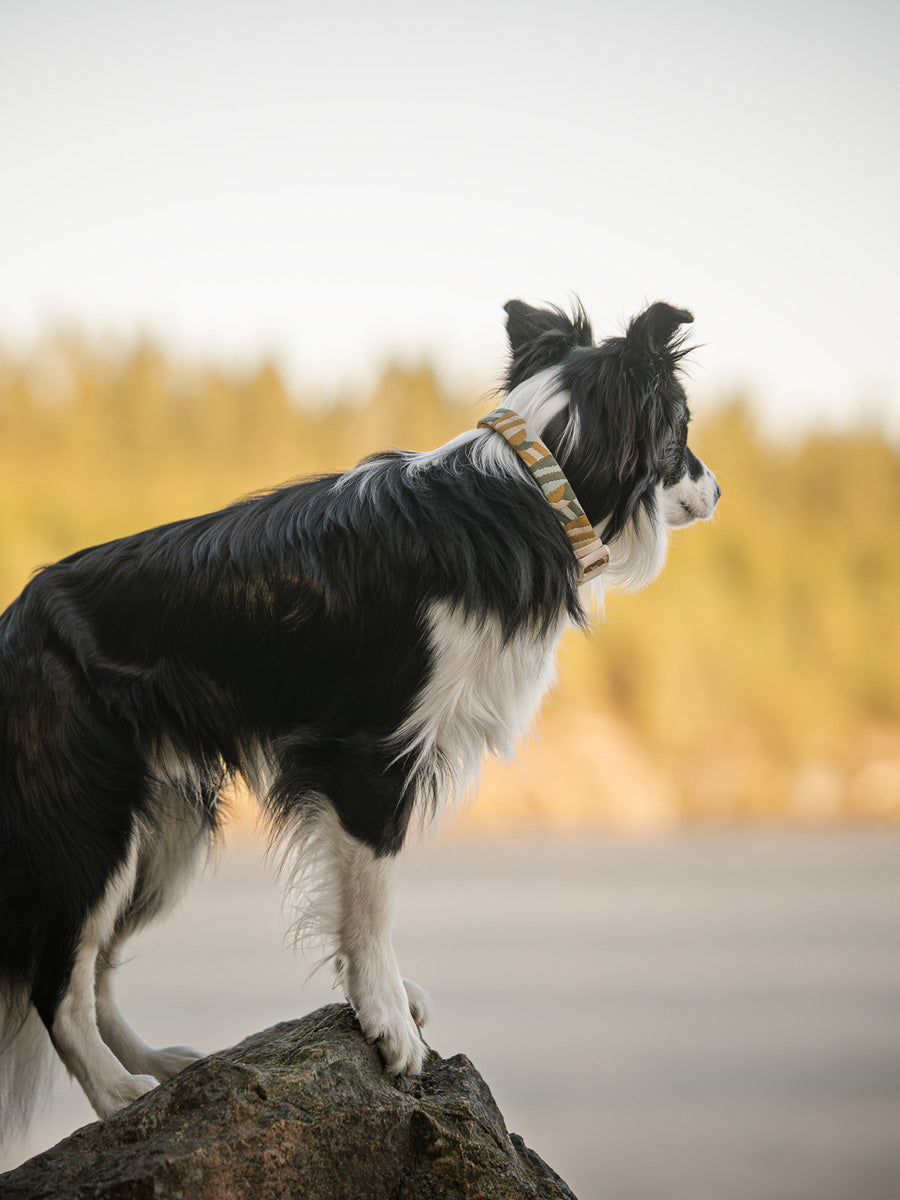 Woolly-Wolf-collier-pour-chien-Cloudbeam