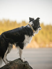 Woolly-Wolf-collier-pour-chien-Cloudbeam