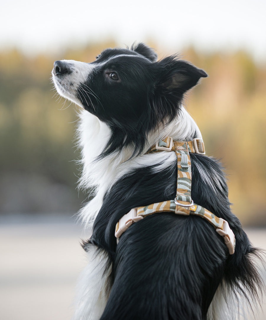 Woolly-Wolf-harnais-pour-chien-Cloudbeam