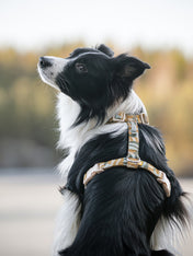 Woolly-Wolf-harnais-pour-chien-Cloudbeam