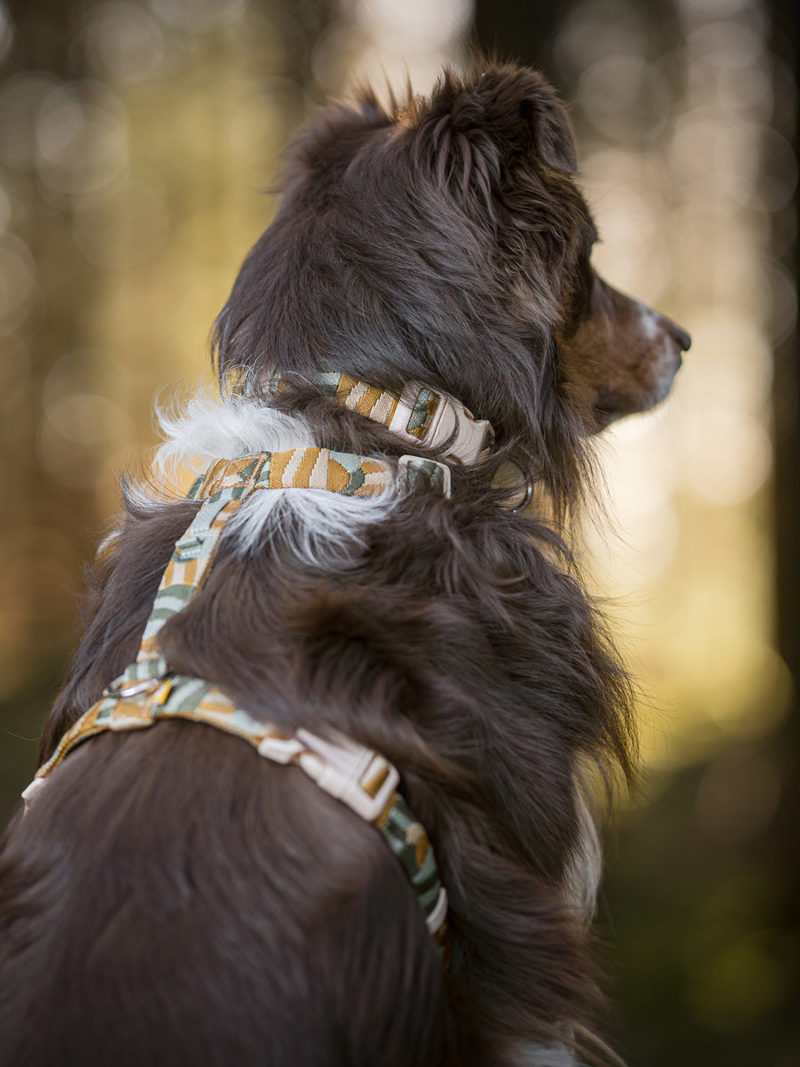 Woolly-Wolf-harnais-pour-chien-Cloudbeam