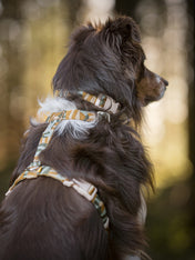 Woolly-Wolf-harnais-pour-chien-Cloudbeam