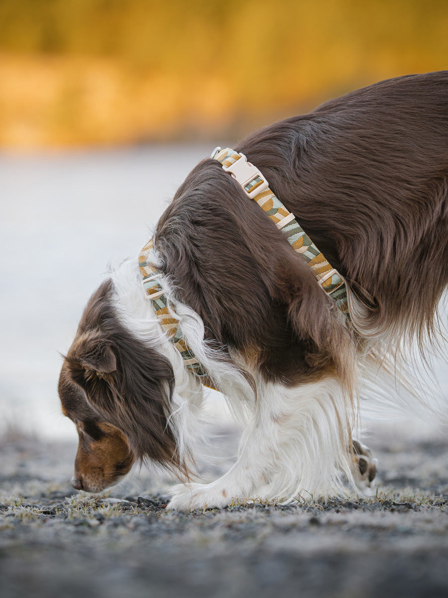 Woolly-Wolf-harnais-pour-chien-Cloudbeam