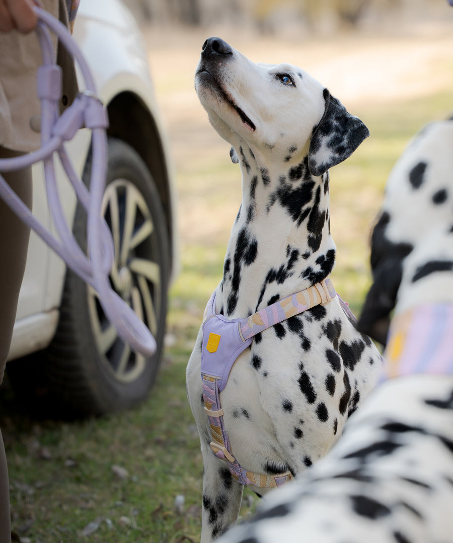 Woolly-Wolf-harnais-pour-chien-Sunshower