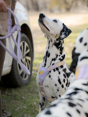 Woolly-Wolf-harnais-pour-chien-Sunshower