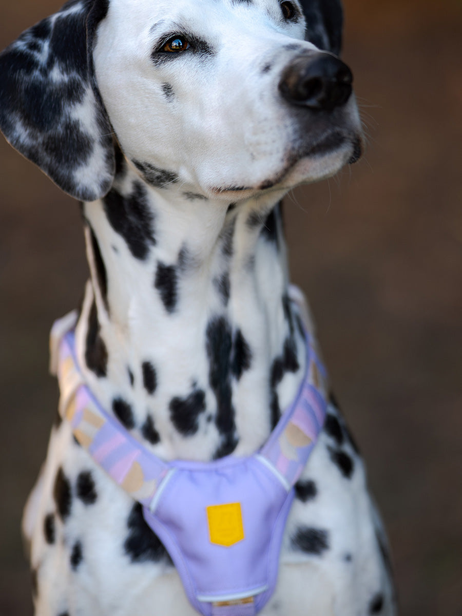 Woolly-Wolf-harnais-pour-chien-Sunshower