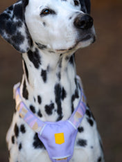 Woolly-Wolf-harnais-pour-chien-Sunshower