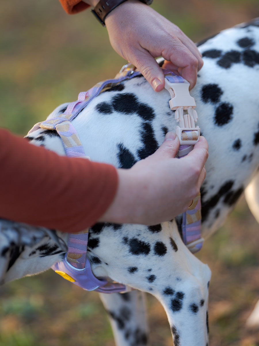 Woolly-Wolf-harnais-pour-chien-Sunshower