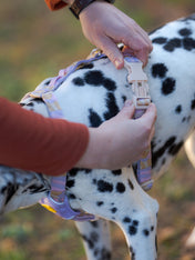 Woolly-Wolf-harnais-pour-chien-Sunshower