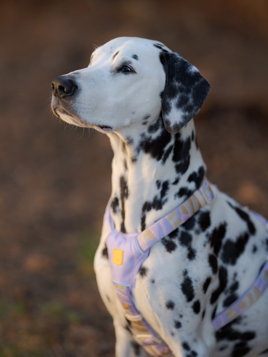 Woolly-Wolf-harnais-pour-chien-Sunshower