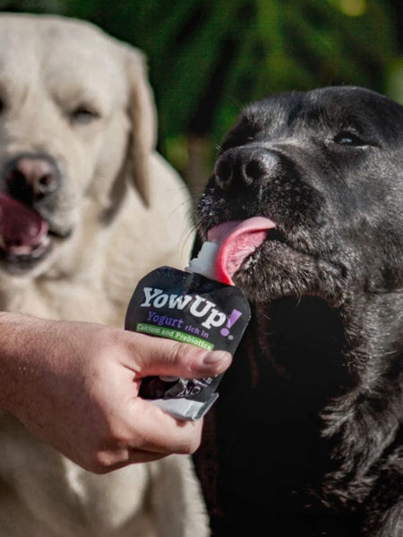     Yowup-Yahourtpour-chien-prebiotics-naturel