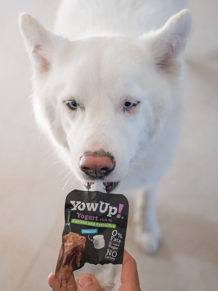         Yowup-Yahourtpour-chien-prebiotics-naturel