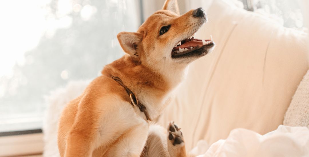 anti-démangeaison pour chien inooko