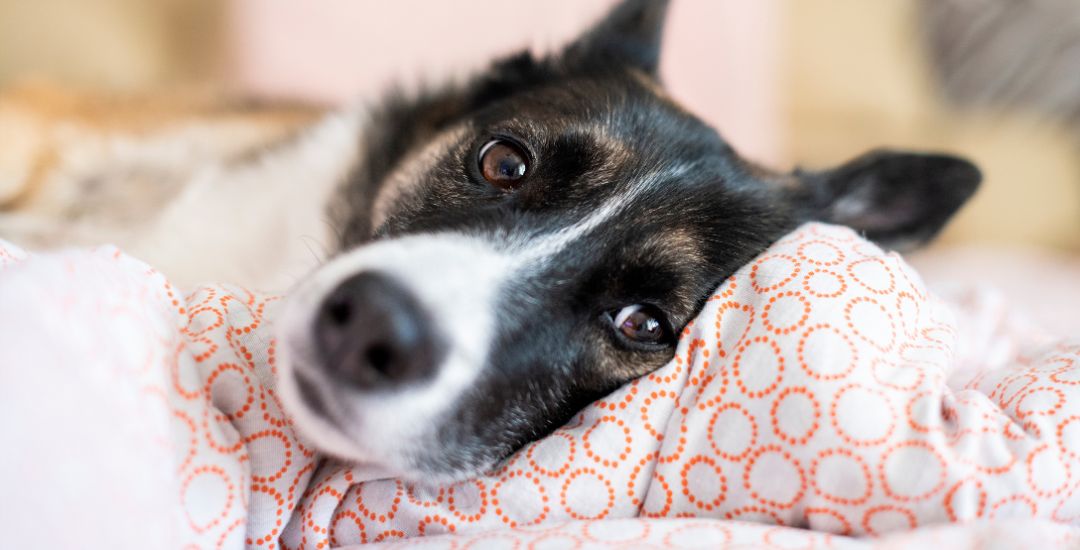 anti-stress pour chien inooko