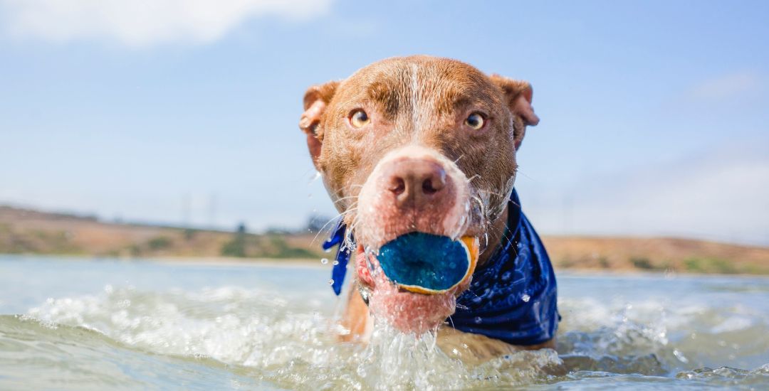 balle pour chien - inooko