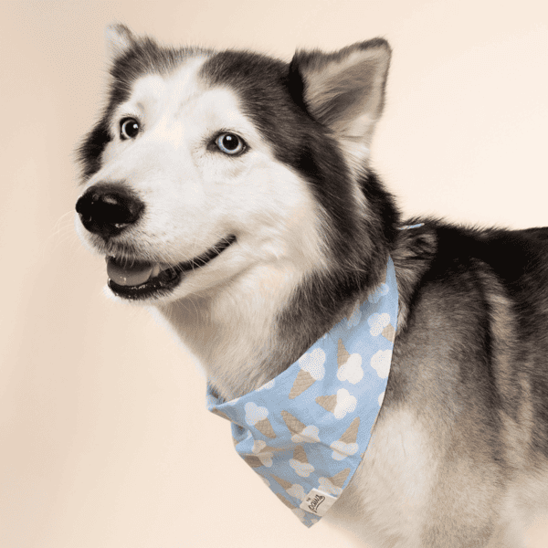 bandana the paws pour chien nouvelle collection inooko