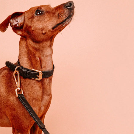        barkalot-sellerie-vegan-design-chien-collier-noir