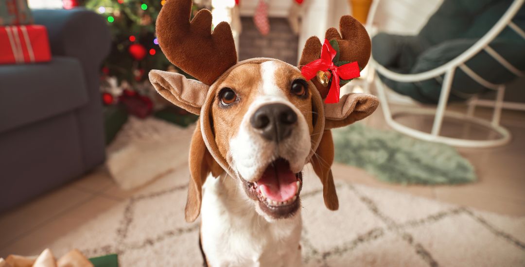 inooko-boutique-pour-chien-sélection-cadeaux-noël-2023