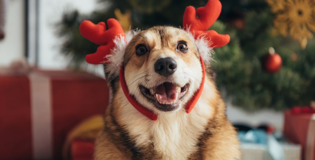 Animaux de compagnie chien de Noël chiot animal de compagnie bois de cerf  Headband Noël Rennes