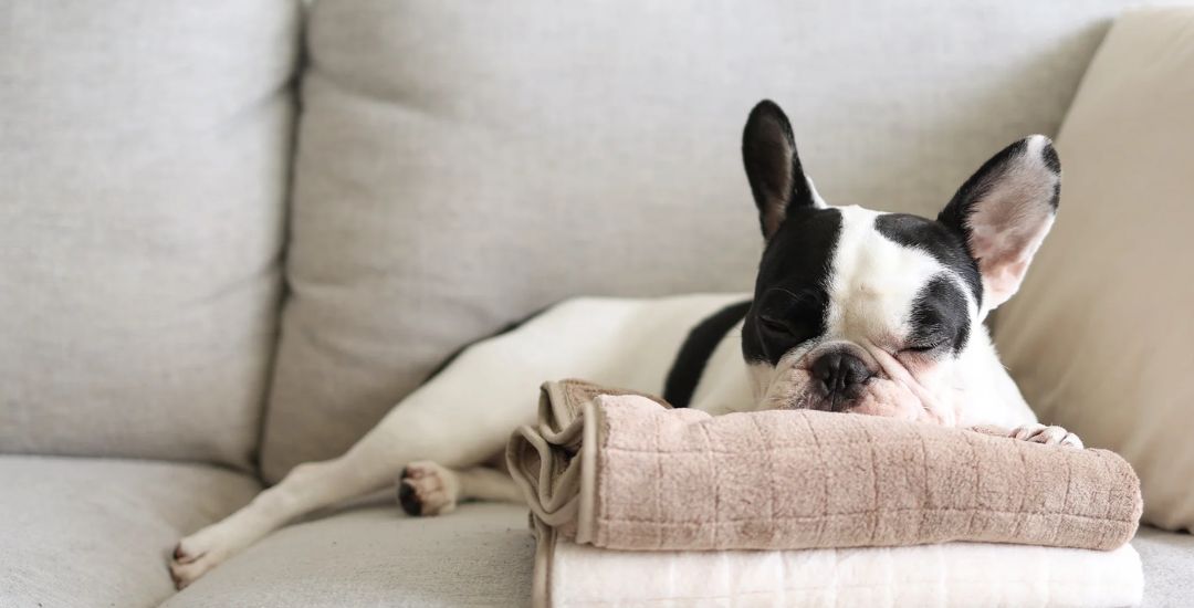 brosse et accessoires de toilettage pour chien - inooko