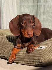 cafide-panier-tapis-pour-chien-premium-bela-Velours-Cotele-vert