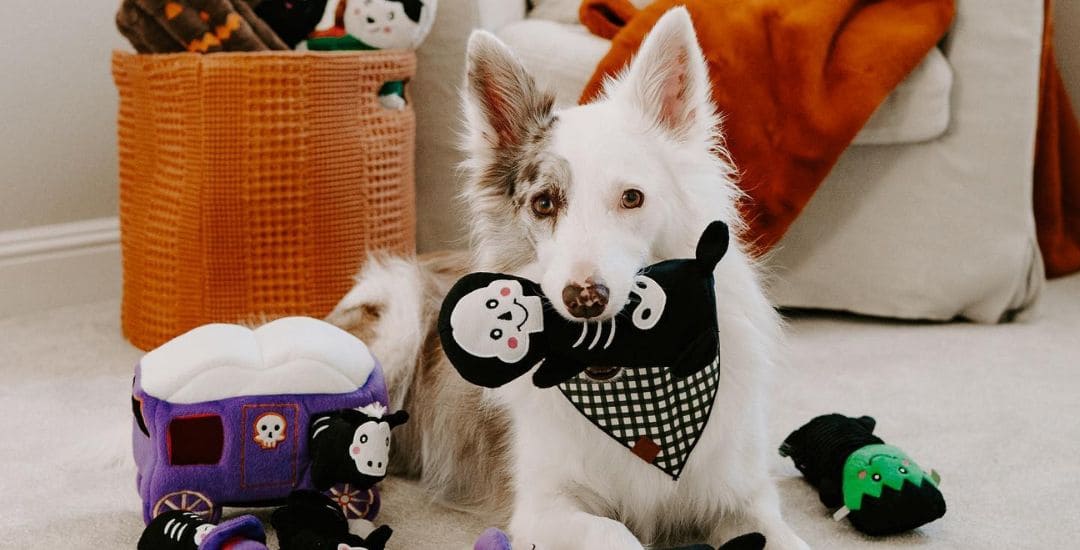 collection-halloween-chien-chat-inooko.jpg