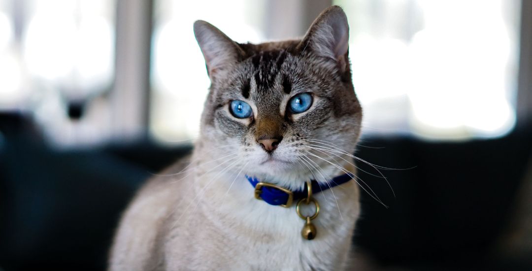 collier et harnais pour chat bannière inooko