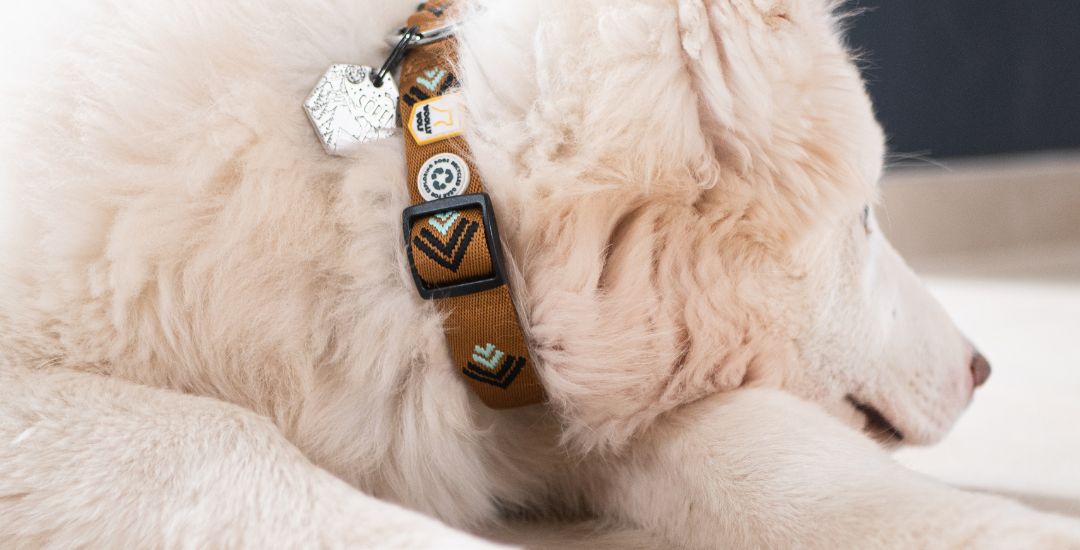 collier pour chiot - inooko