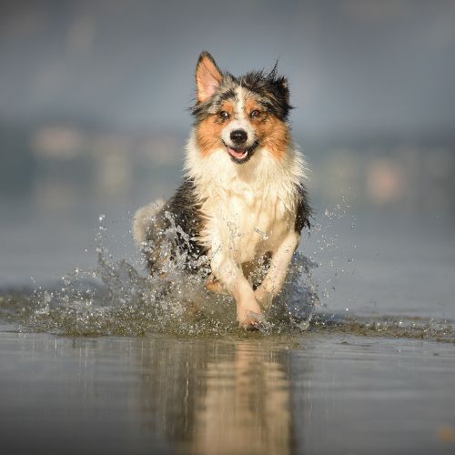 complements_alimentaire_chien_-_articulation_74b2fa92-c5b5-42aa-9273-6fa4165e4b40.jpg