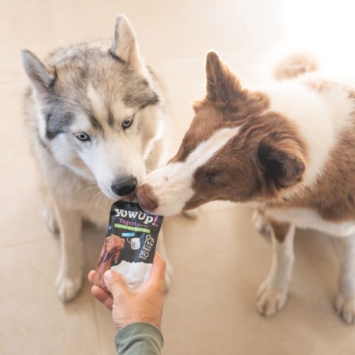 compléments alimentaire chien - digestion
