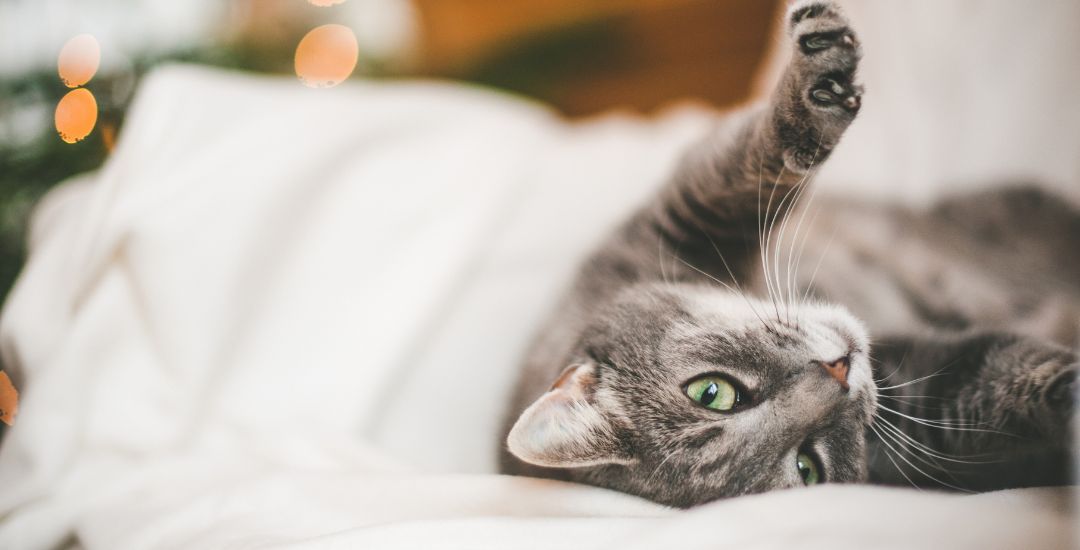 compléments alimentaires pour chat bannière inooko