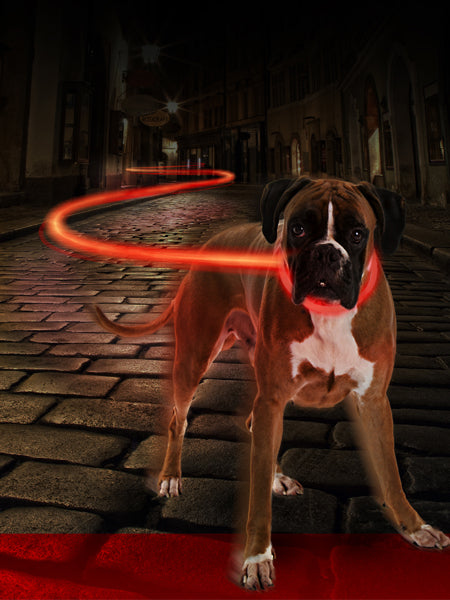     duvo-_Collier-lumineux-pour-chien-SEEcurity-rechargeable-rouge