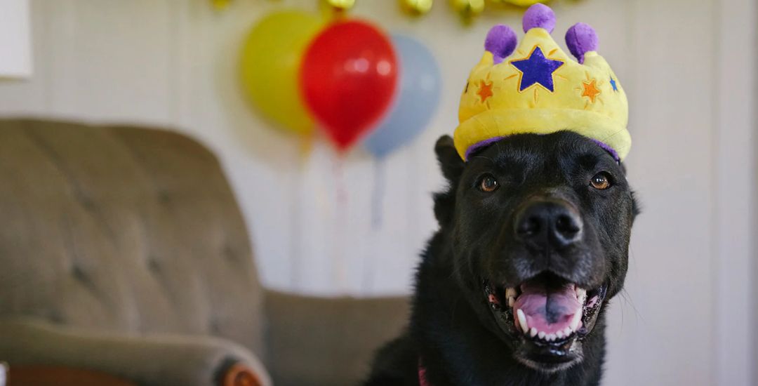 fêter l'anniversaire de son chien avec inooko - les meilleurs idées cadeaux pour chien