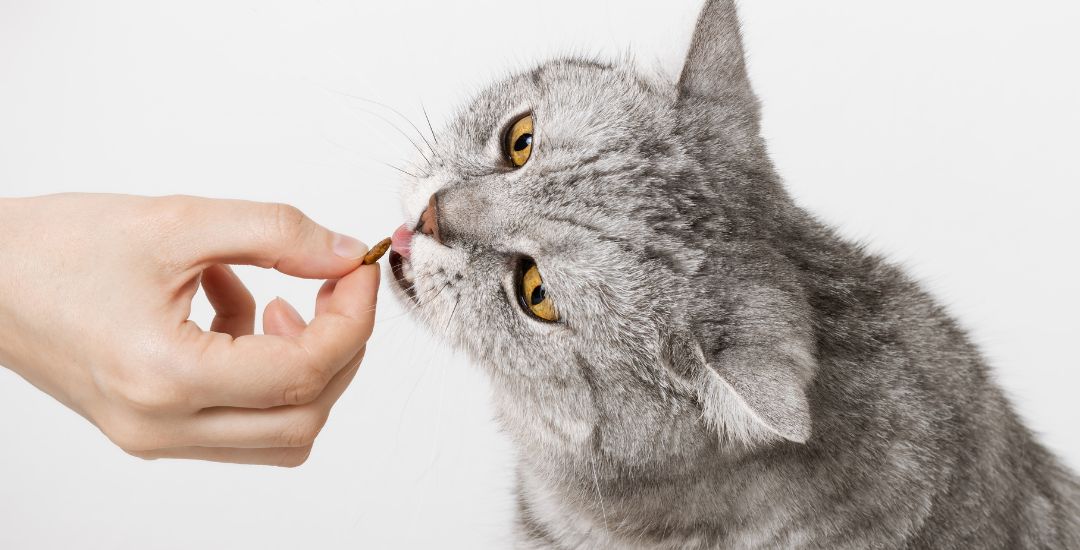 friandises_pour_chat_banniere_inooko.jpg