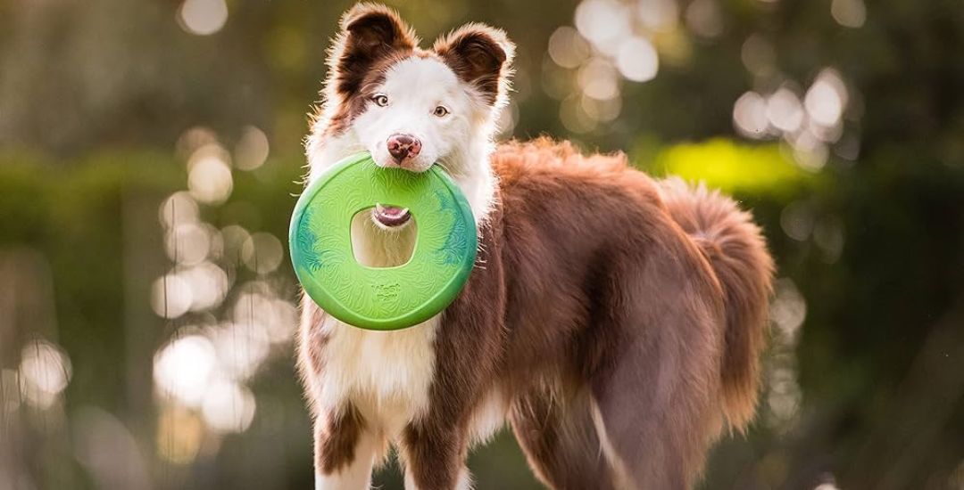 frisbee pour chien - inooko