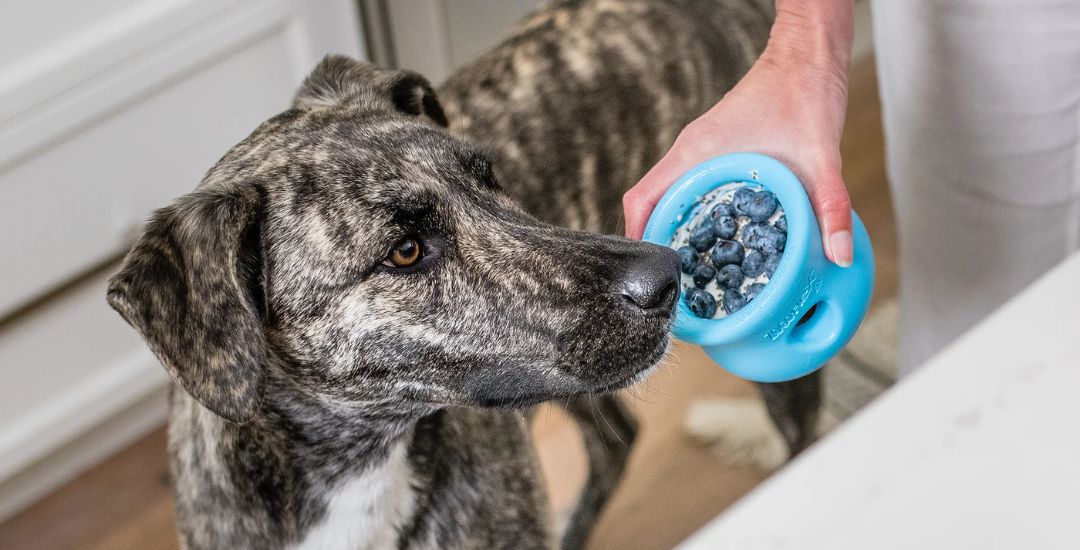 fruits comestibles pour chien inooko blog