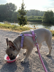     furlou-harnais-pour-chien-Unicorn