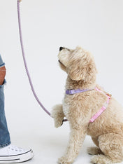     furlou-harnais-pour-chien-Unicorn