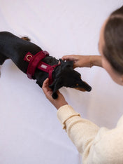 furlou-harnais-pour-chien-comfort-bordeaux