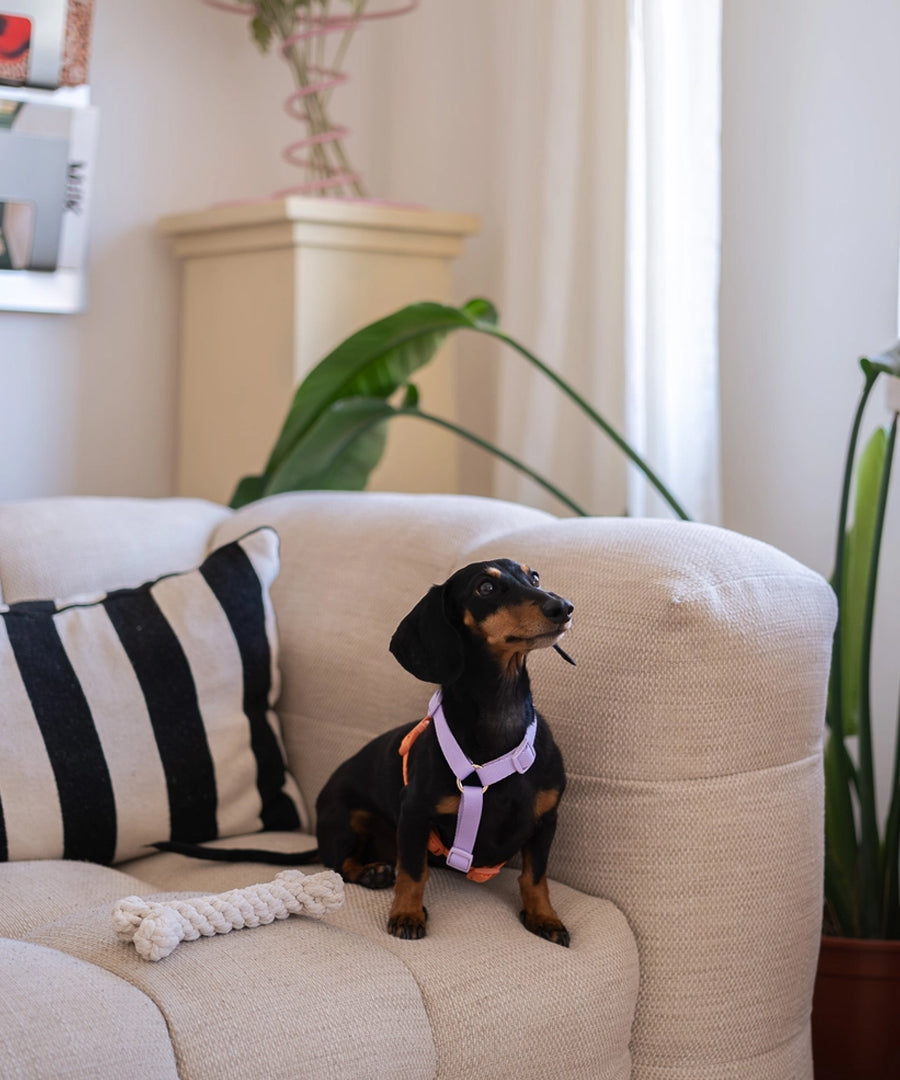 furlou-harnais-pour-chien-lavender-Terracotta