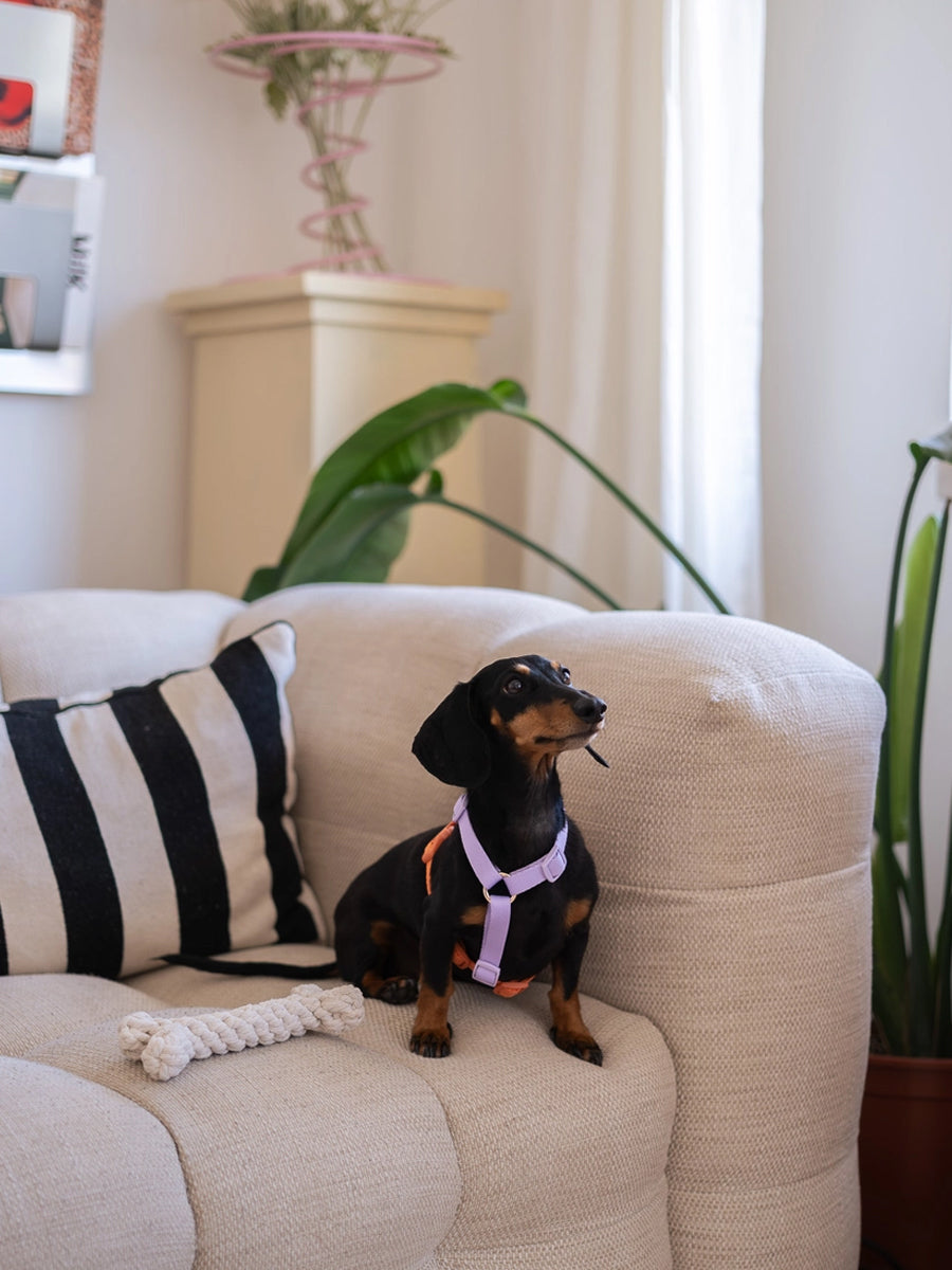 furlou-harnais-pour-chien-lavender-Terracotta