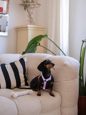 furlou-harnais-pour-chien-lavender-Terracotta