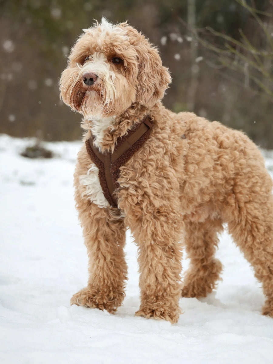 furlou-harnais-pour-chien-sherpa-marron