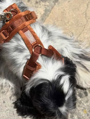furlou-harnais-pour-chien-velvet-terre-cuite