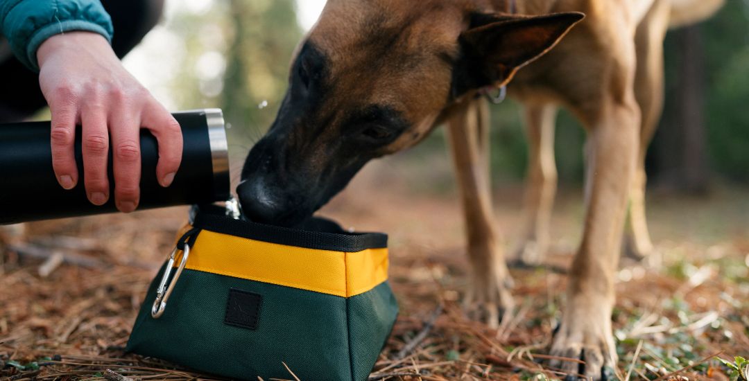 gamelle pliable pour chien - inooko