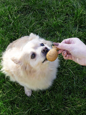 garden-bites-friandises-pour-chien-fruity-buddies-vegan-taille-S