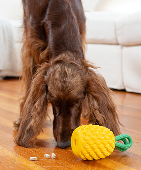 hound-outward-jouet-distributeur-friandises-pour-chien-ananas